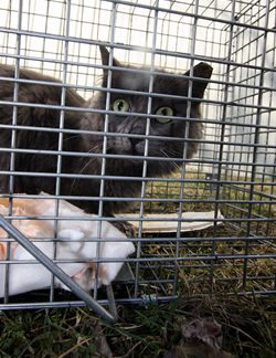 cat in a humane trap