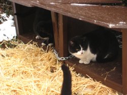 wooden feeding station from habitat for catmanity