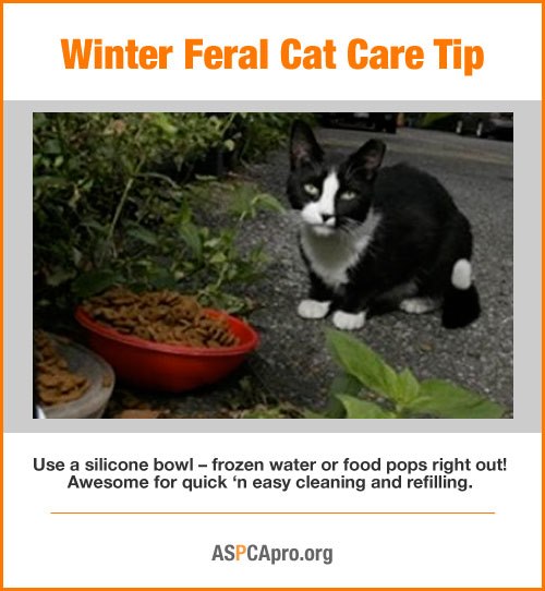 All About Animals Rescue - Indy Feral's easy to do at home cat